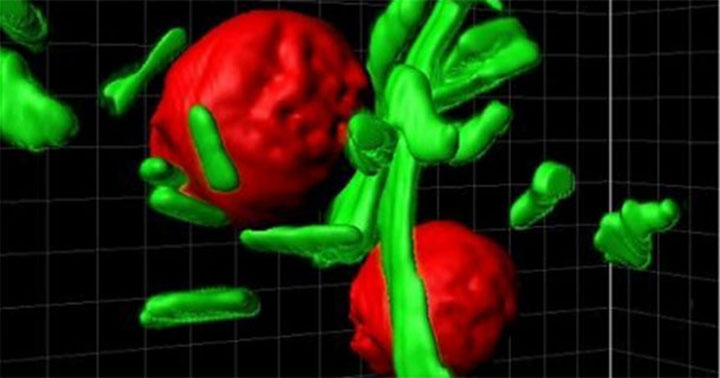 des-robots-concus-a-base-de-bacteries-sauveront-peut-etre-bientot-votre-vie2