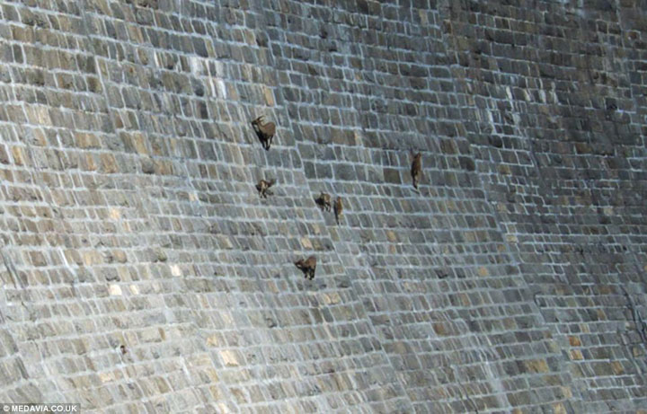 la-temerite-de-ces-animaux-face-a-des-falaises-vous-rendront-chevres11