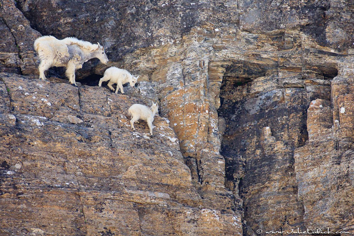 la-temerite-de-ces-animaux-face-a-des-falaises-vous-rendront-chevres18