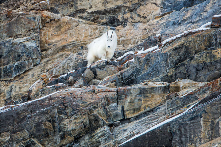 la-temerite-de-ces-animaux-face-a-des-falaises-vous-rendront-chevres20