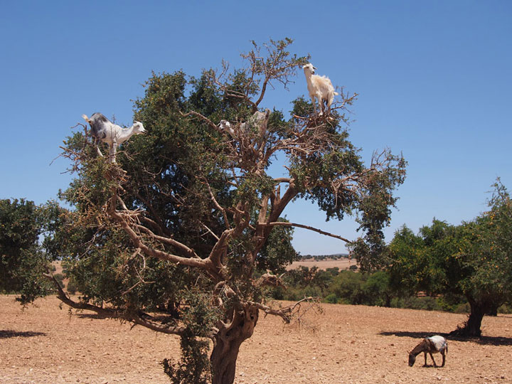la-temerite-de-ces-animaux-face-a-des-falaises-vous-rendront-chevres27