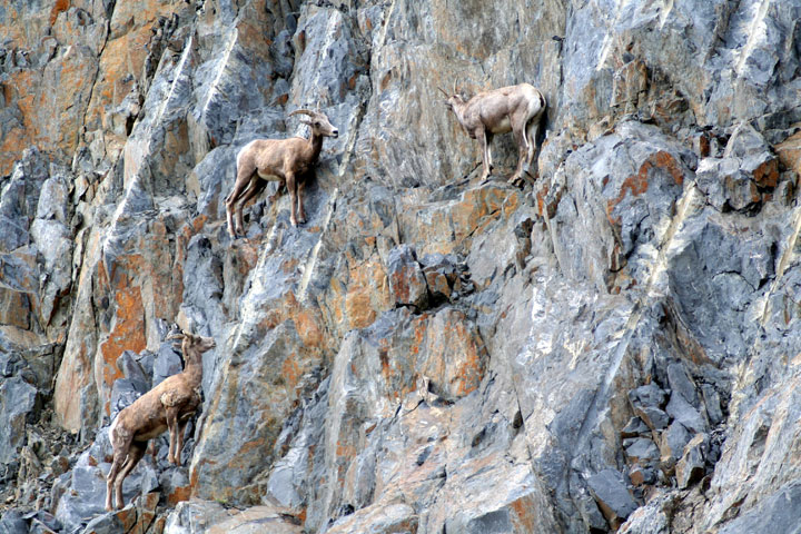 la-temerite-de-ces-animaux-face-a-des-falaises-vous-rendront-chevres6