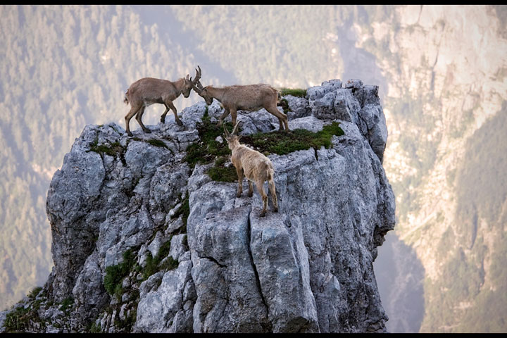 la-temerite-de-ces-animaux-face-a-des-falaises-vous-rendront-chevres8