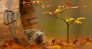 une-herisson-animaux-photographe