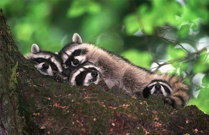 31-adorables-animaux13