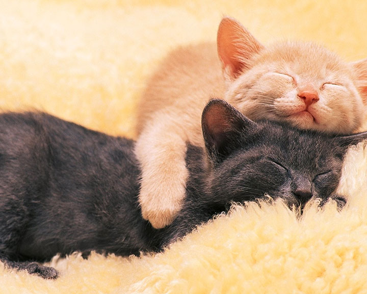 31-adorables-animaux14