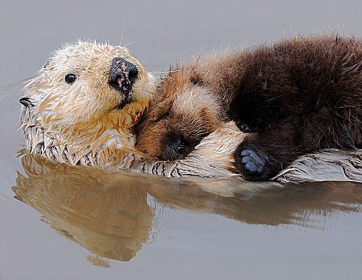 31-adorables-animaux24