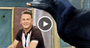 Dans le remarquable cerveau du corbeau, l’oiseau capable de résoudre des puzzles complexes en 8 étapes