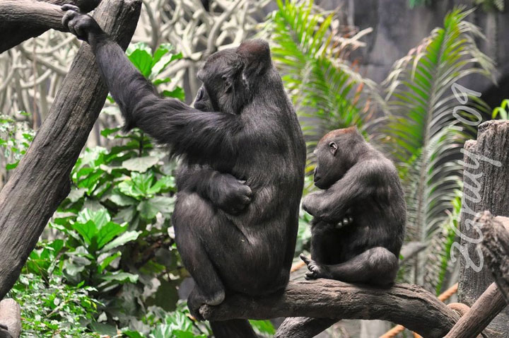 animaux-avec-leur-bebe13