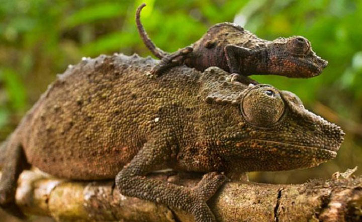 animaux-avec-leur-bebe15