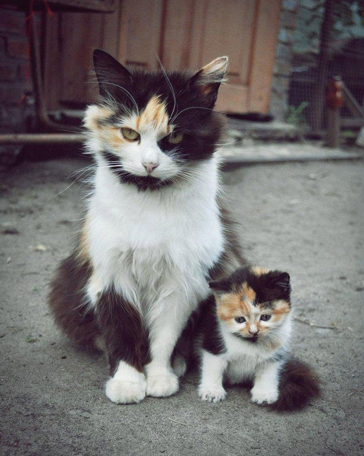 animaux-avec-leur-bebe18