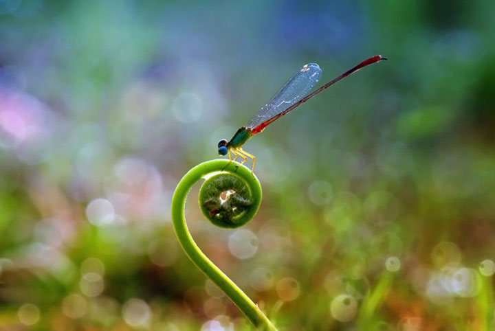 belles-photos-dinsectes11