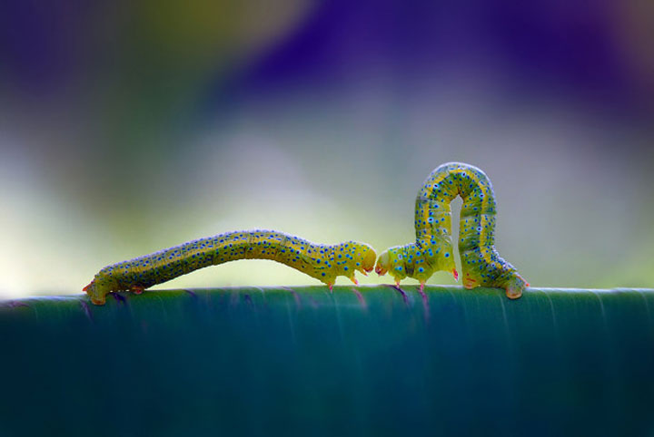 belles-photos-dinsectes12