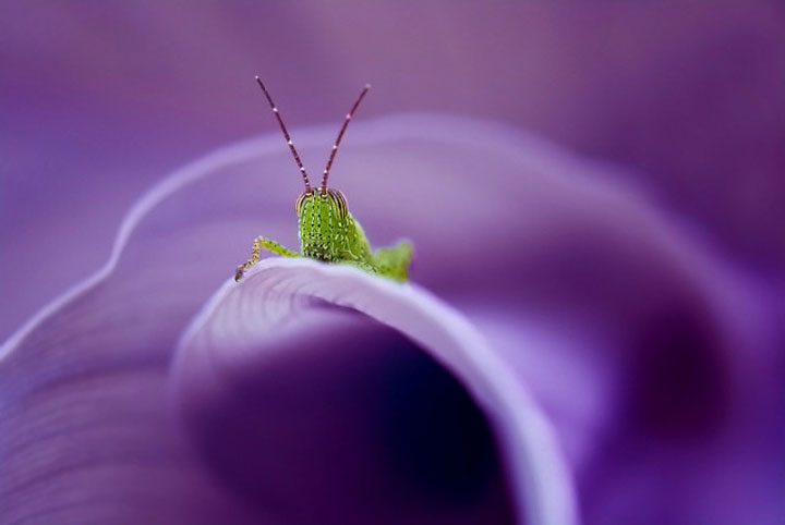 belles-photos-dinsectes13