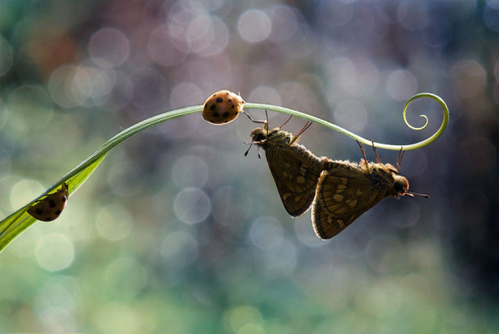 belles-photos-dinsectes15