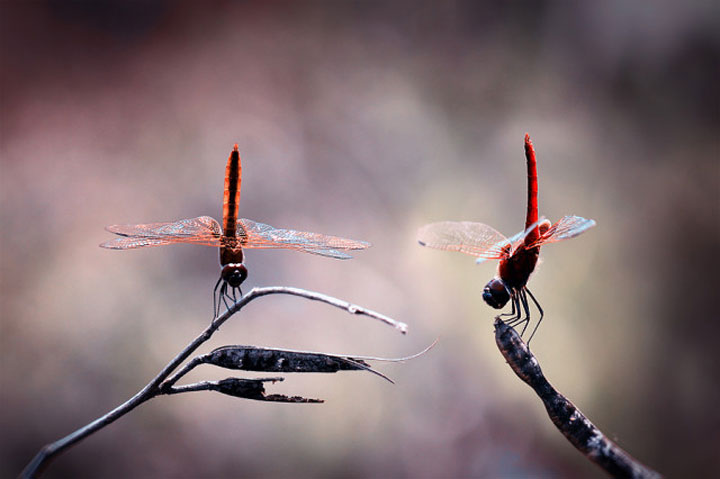 belles-photos-dinsectes16