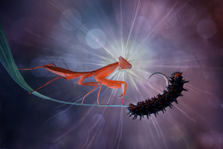 belles-photos-dinsectes17