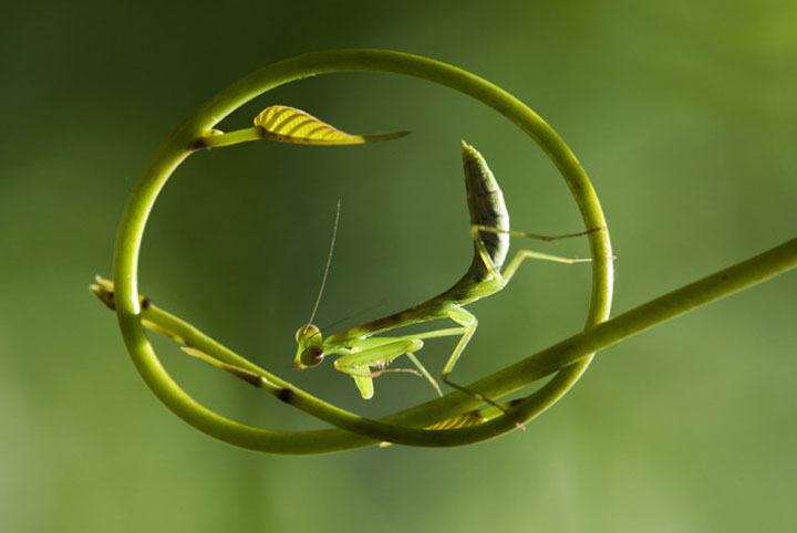 belles-photos-dinsectes5