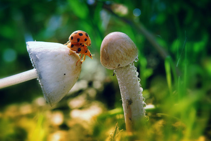 belles-photos-dinsectes7