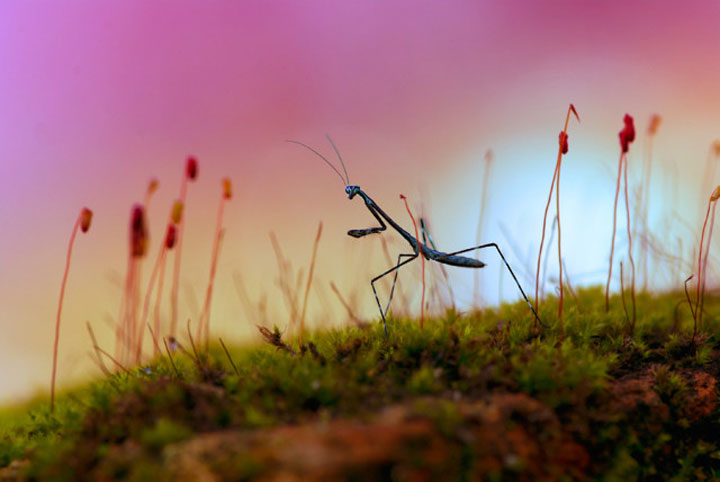 belles-photos-dinsectes9