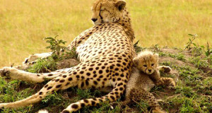 ces-adorables-bebes-animaux-en-compagnie-de-leur-version-adulte-vous-feront-fondre-de-tendresse-une