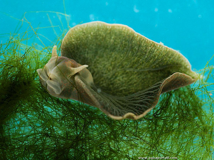 decouvrez-le-seul-animal-du-monde-a1