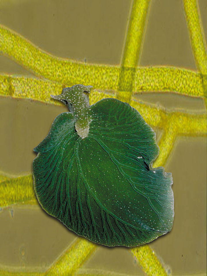 decouvrez-le-seul-animal-du-monde-a3