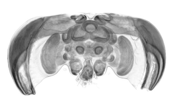 des-abeilles-artificielles-sur-le-point-de-voir-le-jour3