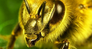 la-reponse-des-scientifiques-face-a-la-disparition-des-abeilles-la-pollinisation-assistee-par-des-insectes-robots-une