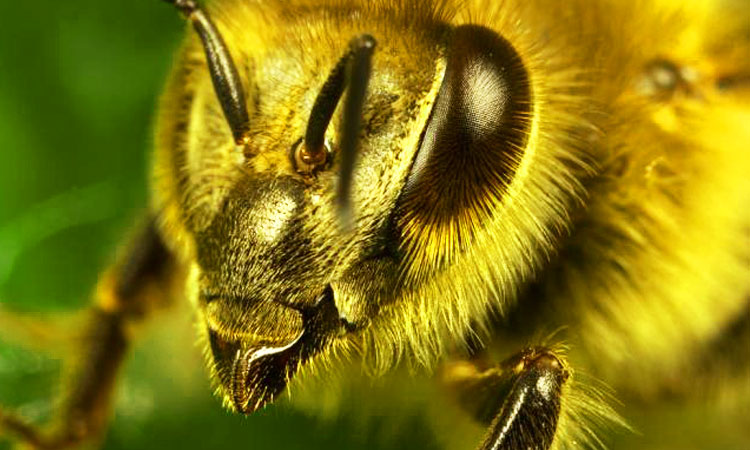 la-reponse-des-scientifiques-face-a-la-disparition-des-abeilles-la-pollinisation-assistee-par-des-insectes-robots-une