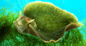 lelysie-emeraude-le-seul-animal-au-monde-capable-de-faire-de-la-photosynthese-une