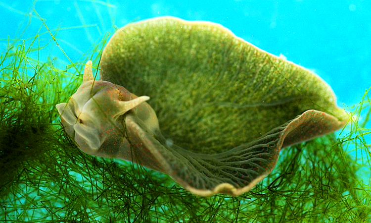 lelysie-emeraude-le-seul-animal-au-monde-capable-de-faire-de-la-photosynthese-une