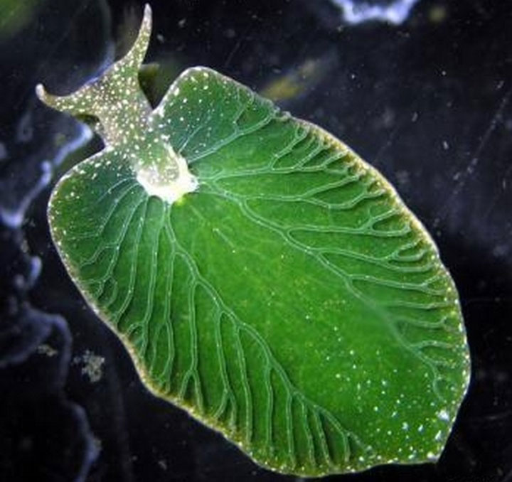lelysie-emeraude-le-seul-animal-au-monde-capable-de-faire-de-la-photosynthese2