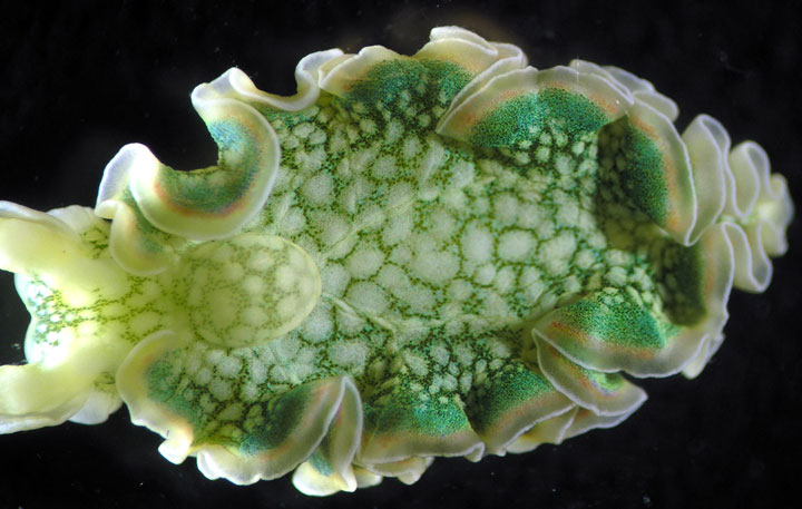 lelysie-emeraude-le-seul-animal-au-monde-capable-de-faire-de-la-photosynthese4