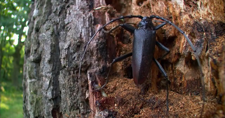 quatre-videos-capturent-la-beaute-a-couper-le-souffle-de-notre-planete17