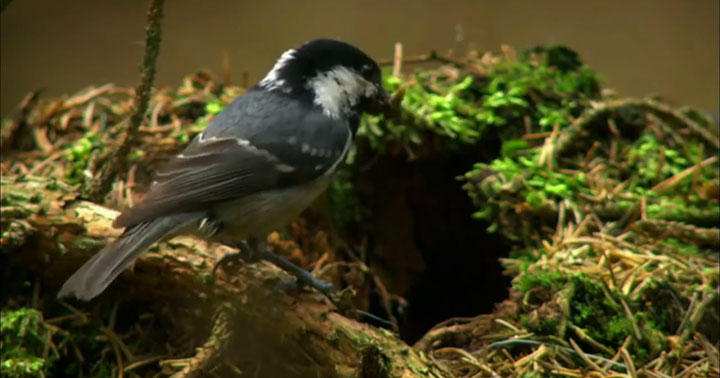 quatre-videos-capturent-la-beaute-a-couper-le-souffle-de-notre-planete23