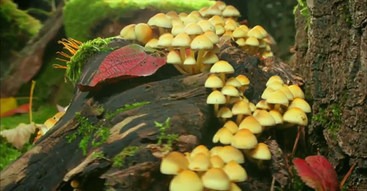 quatre-videos-capturent-la-beaute-a-couper-le-souffle-de-notre-planete27