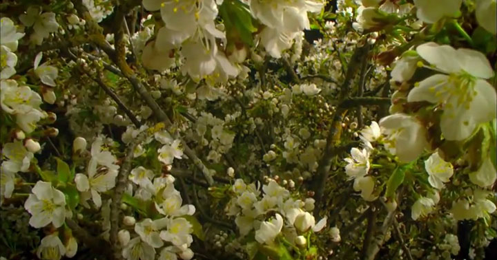 quatre-videos-capturent-la-beaute-a-couper-le-souffle-de-notre-planete4