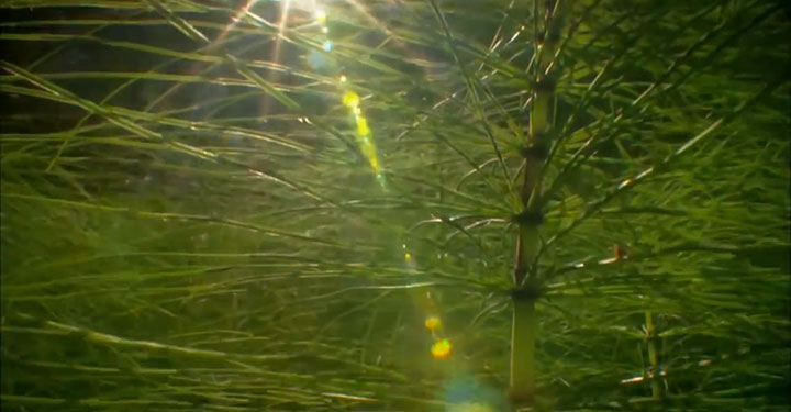 quatre-videos-capturent-la-beaute-a-couper-le-souffle-de-notre-planete9