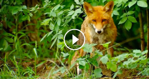 une-renard-beaute-nature