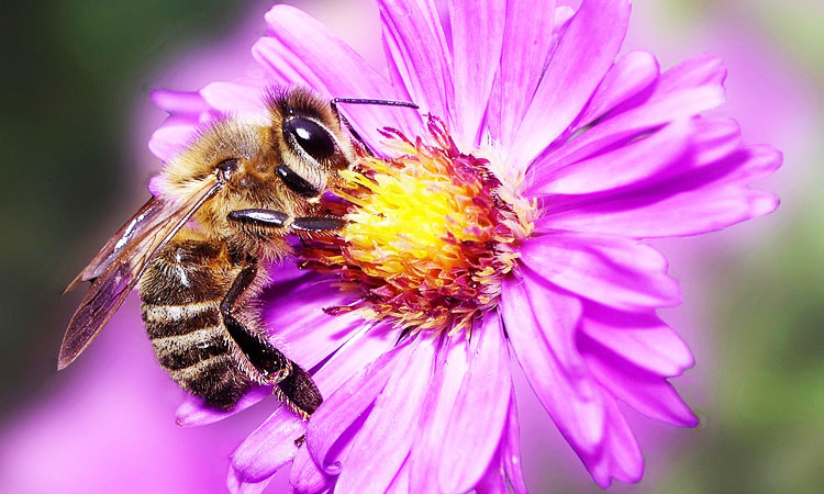 14-faits-qui-font-de-nos-abeilles-les-veritables-super-heroines-de-notre-planete-une