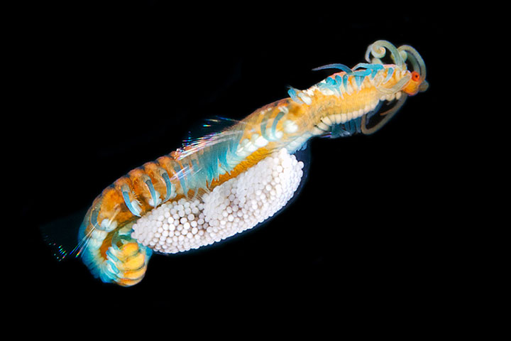 14-vers-sous-marins-qui-vont-vous-terrifier10