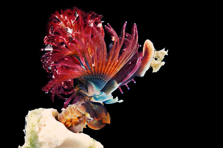 14-vers-sous-marins-qui-vont-vous-terrifier11