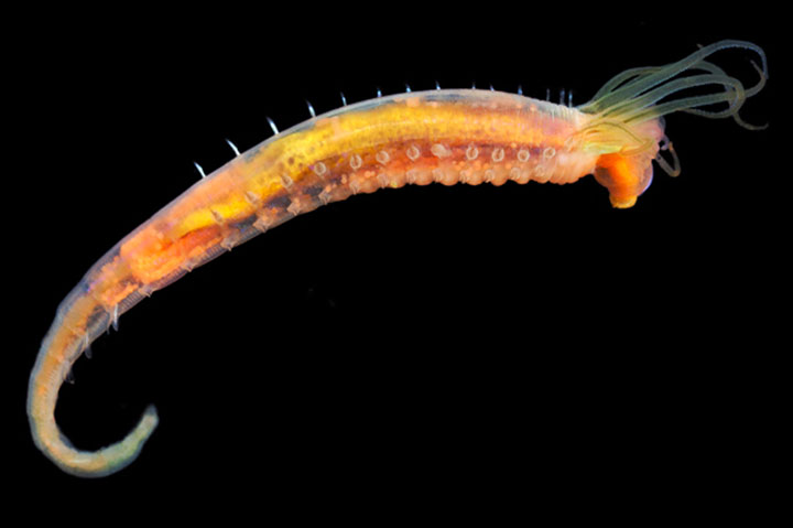 14-vers-sous-marins-qui-vont-vous-terrifier18