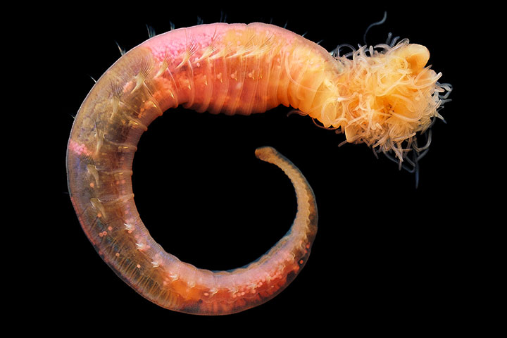 14-vers-sous-marins-qui-vont-vous-terrifier19