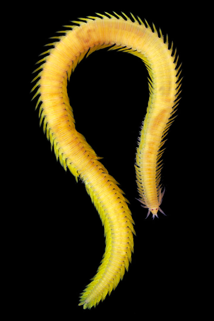 14-vers-sous-marins-qui-vont-vous-terrifier20