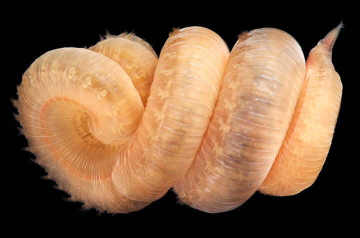 14-vers-sous-marins-qui-vont-vous-terrifier24