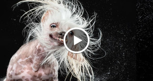 15-chiens-baveux-se-secouent-en-slow-motion-pour-vous-faire-rireune