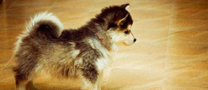 24-croisements-qui-donnent-naissance-a-des-chiens-hors-du-commun-une