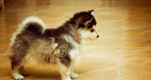24-croisements-qui-donnent-naissance-a-des-chiens-hors-du-commun-une